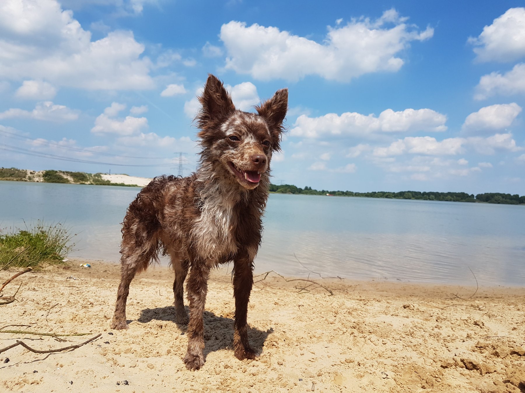 Hond bij Brumly’s