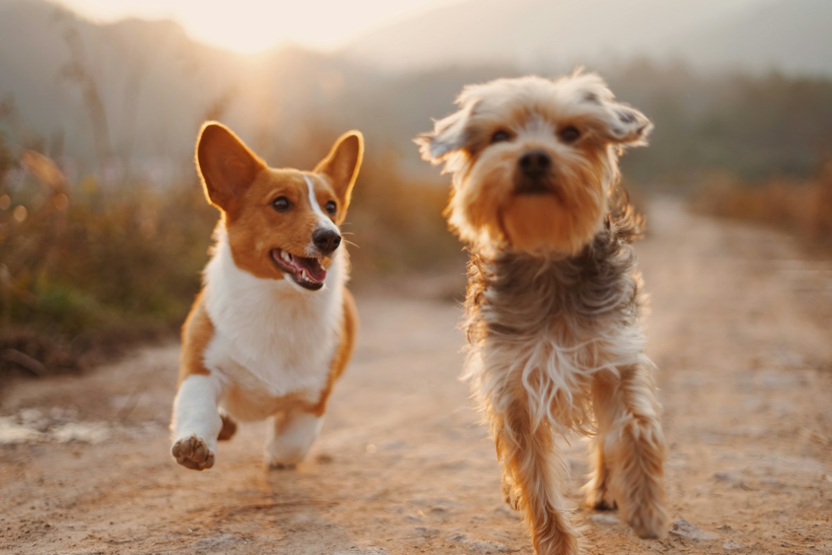 Honden bij Gehoorzame hond 1